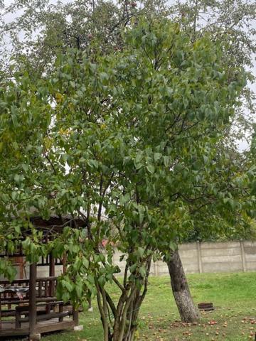 Rîşnov Pensiunea Casa Saxonia מראה חיצוני תמונה